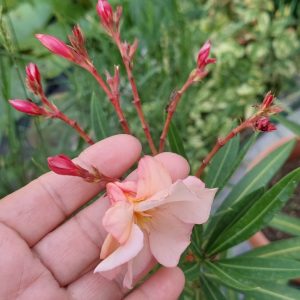 Oleander Dupli-kajsija-sadnica 35-50cm