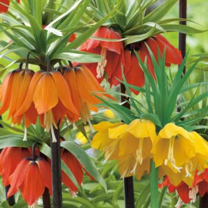 Fritillaria-Carska kruna