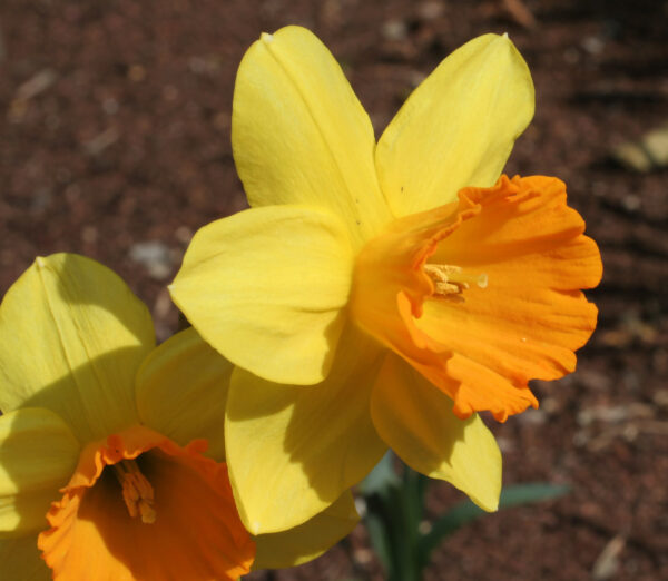 Narcis Large cupped Fortune - 5 lukovica