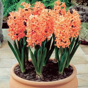 Zumbul Gipsy Queen -3 lukovice