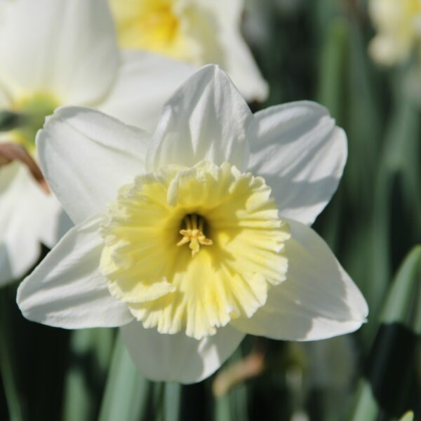 Narcis Large cupped Ice Follies - 5 lukovica - Image 6