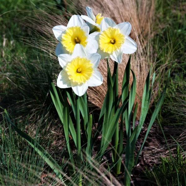 Narcis Large cupped Ice Follies - 5 lukovica - Image 2