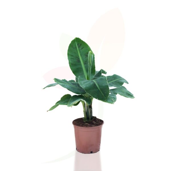 Banana Musa Tropicana P238- 1 sadnica