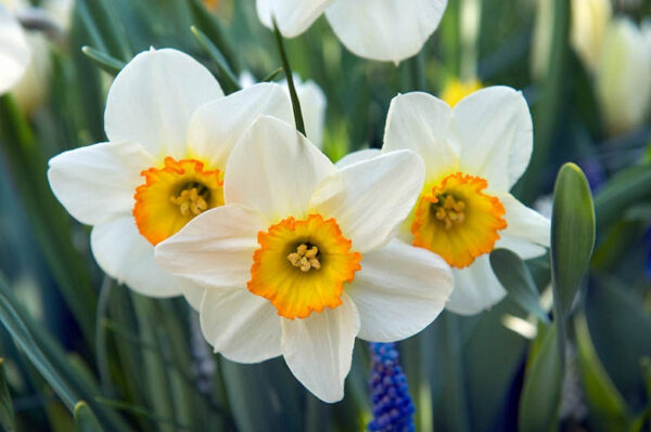Narcis Large cupped Flower record - 5 lukovica - Image 3