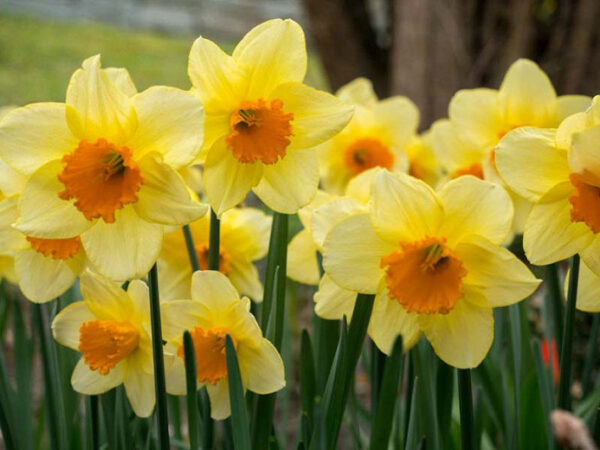 Narcis Large cupped Fortune - 5 lukovica - Image 3