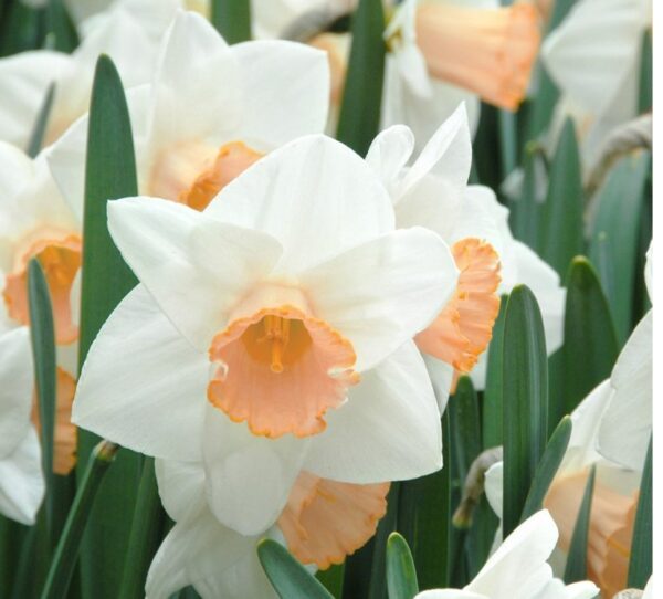Narcis Large cupped Salome - 5 lukovica - Image 4