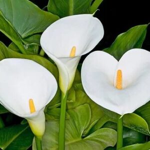 Kala-Calla White