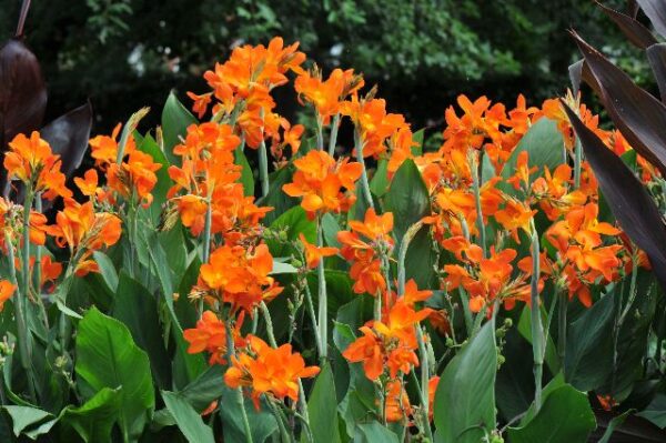 Canna Orange - Image 3
