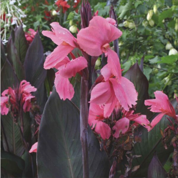 Canna Pink - Image 2