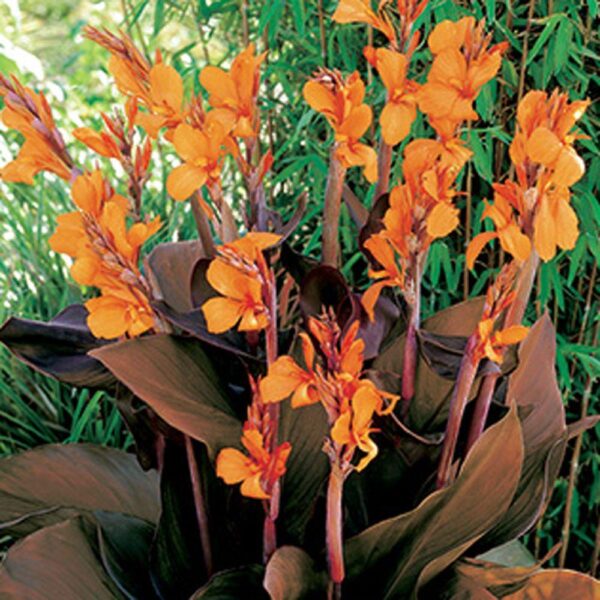 Canna Wyoming (tamni list)