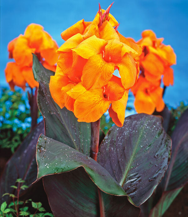 Canna Wyoming (tamni list) - Image 3