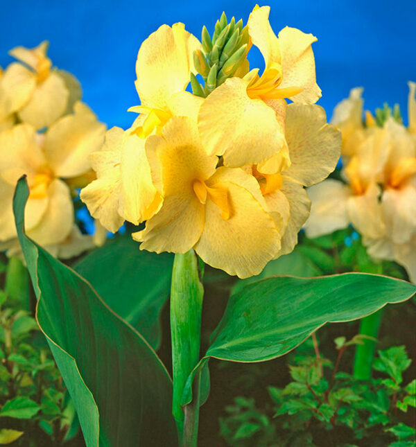 Canna Yellow - Image 2