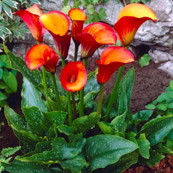 Kala-Calla Flame - Image 4