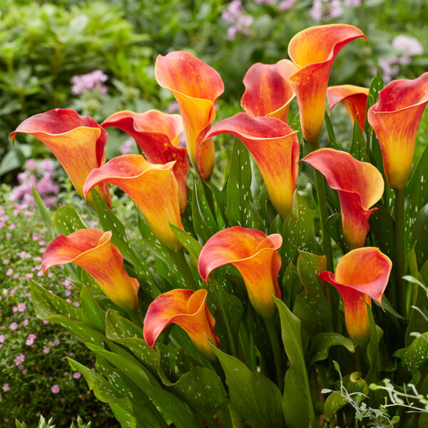 Kala-Calla Flame - Image 5