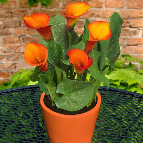 Kala-Calla Flame - Image 6