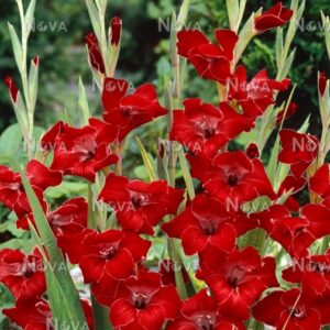 Gladiolus Flevo Junior