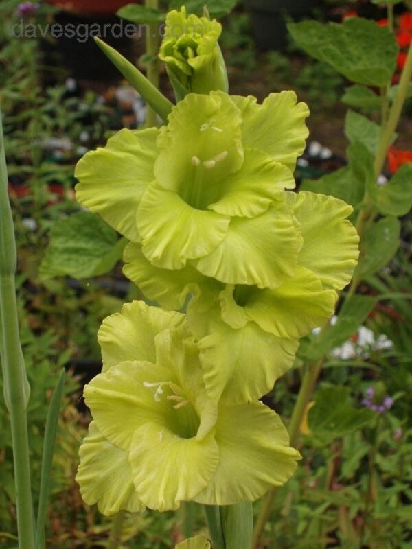 Gladiolus Green Woodpecker