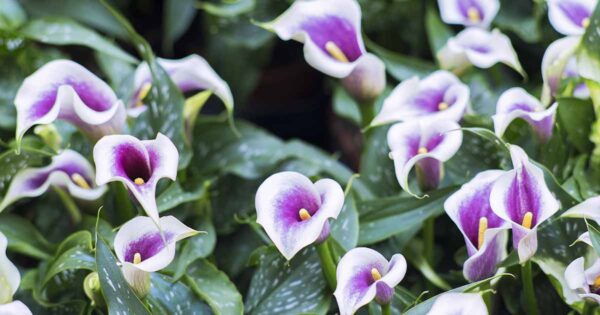 Kala-Calla Purple White - Image 2