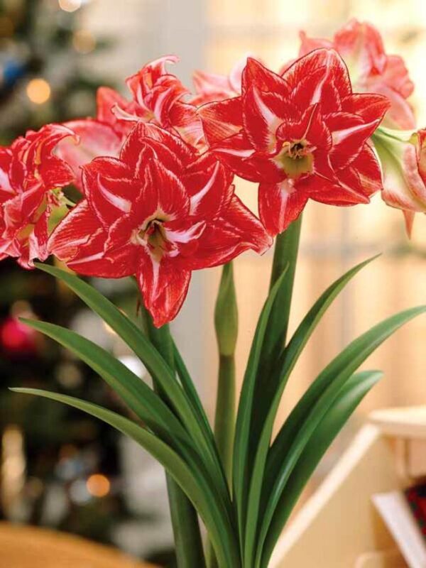 AMARYLLIS Double Pasadena - Image 2