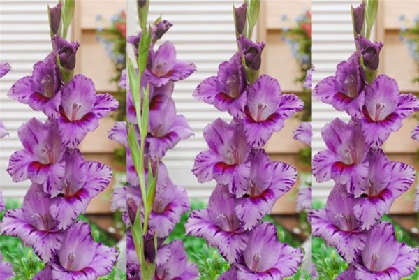Gladiolus Passos-5 lukovica - Image 4