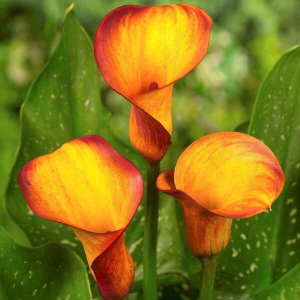 Kala-Calla Flame - Image 2