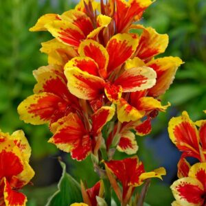 Canna Red/Yellow