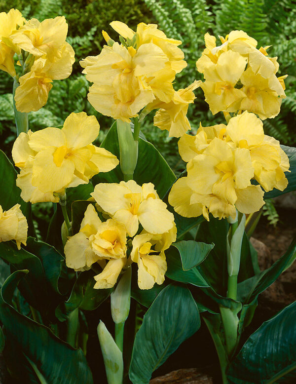 Canna Yellow - Image 4