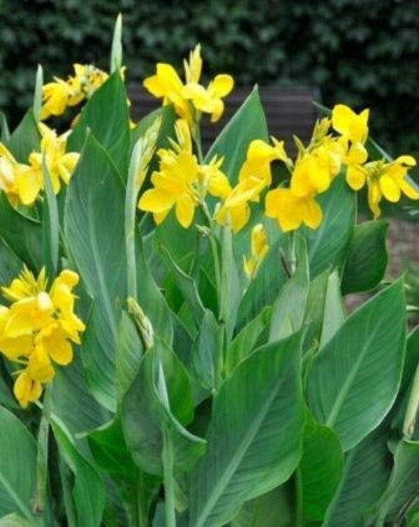 Canna Yellow - Image 3