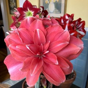 AMARYLLIS Double Pink
