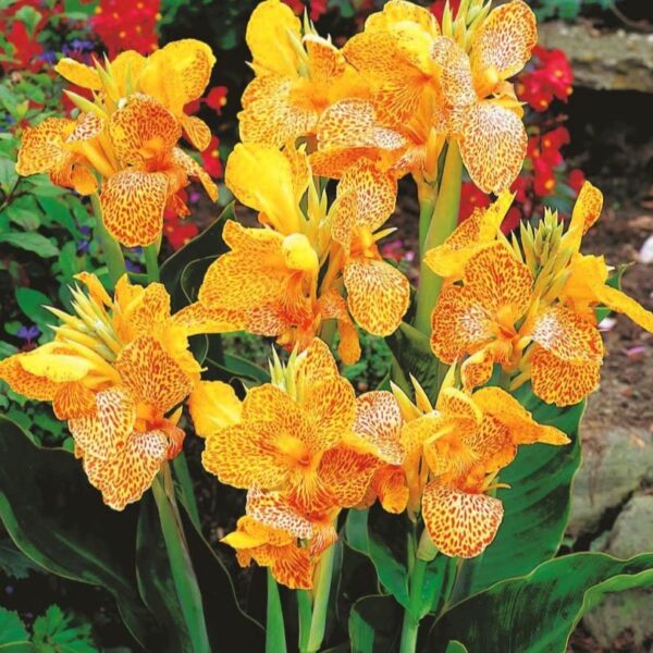 Canna Orange - Image 4