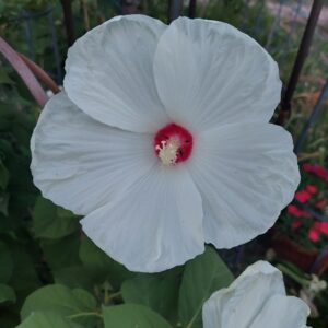 Hibiscus Moscheutos Disco Bele White-sadnica 60+cm