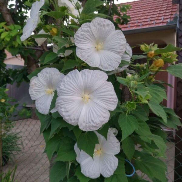 Hibiscus Blue River-sadnica 40-50cm - Image 5