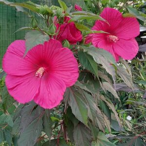 Hibiscus Tamno Pink bordo list - sadnica u saksiji 13-15cm