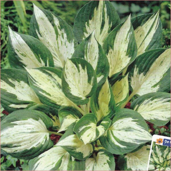 Hosta Revolution P10103