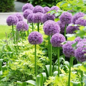 Allium Cristophii - 1 lukovica