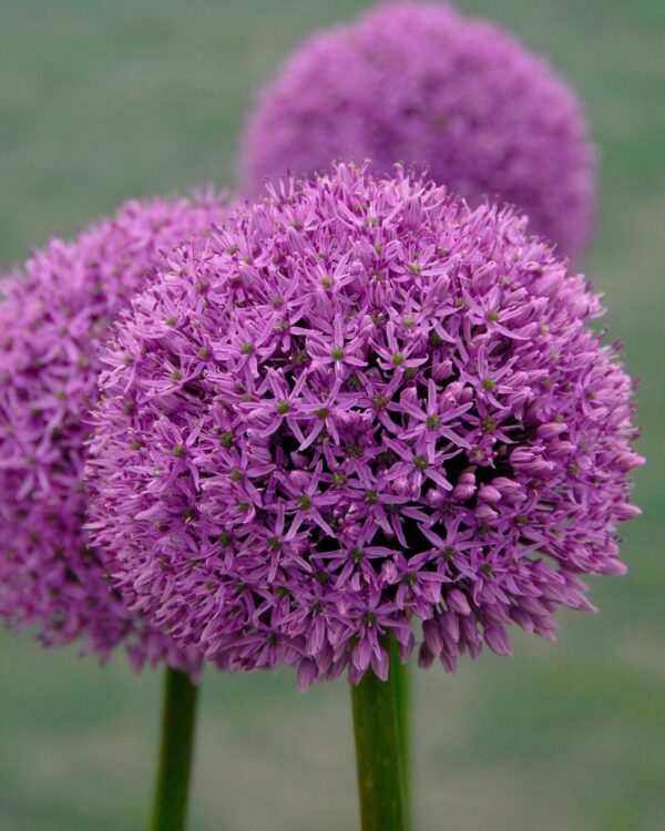 Allium Gladiator - 1 lukovica - Image 2