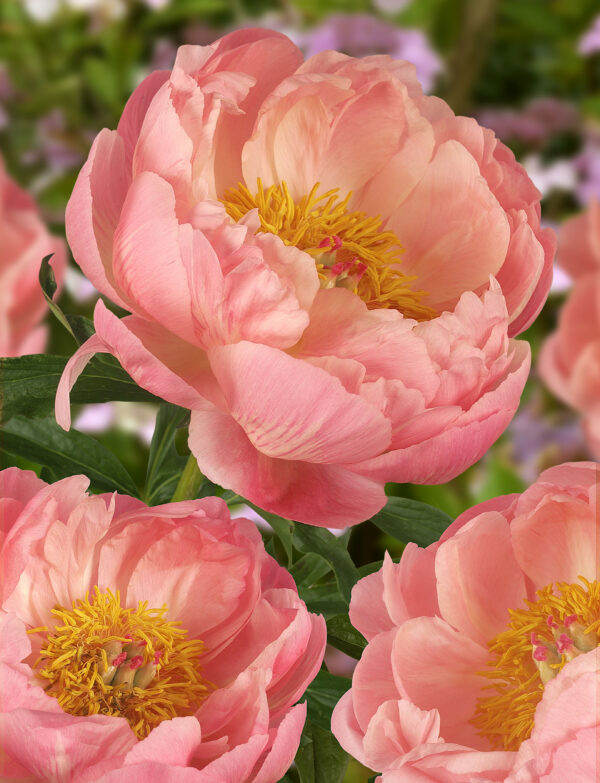 Paeonia Lactiflora Coral Charm 02073-1 sadnica