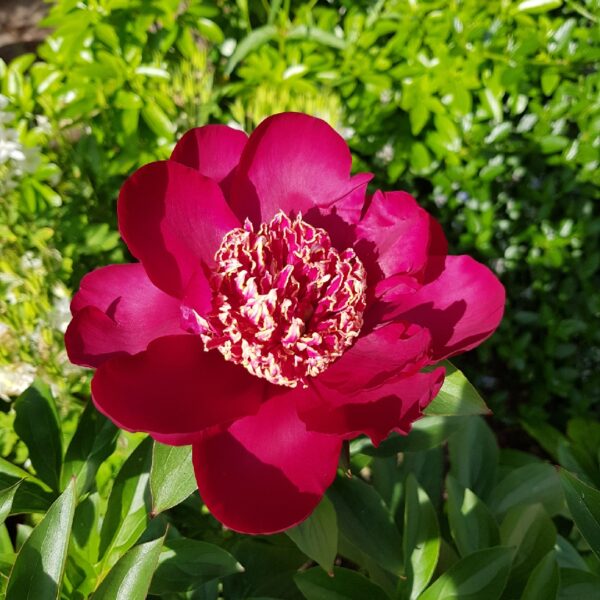 Paeonia Lactiflora Nippon Beauty 10147-1 sadnica - Image 3