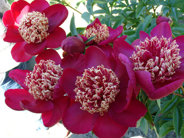 Paeonia Lactiflora Nippon Beauty 10147-1 sadnica