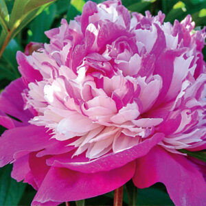 Paeonia Lactiflora Celebrity