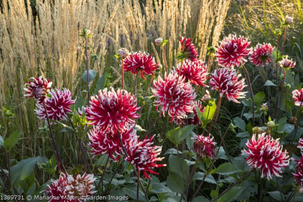 Dalija Cactus Friquolet - Image 2