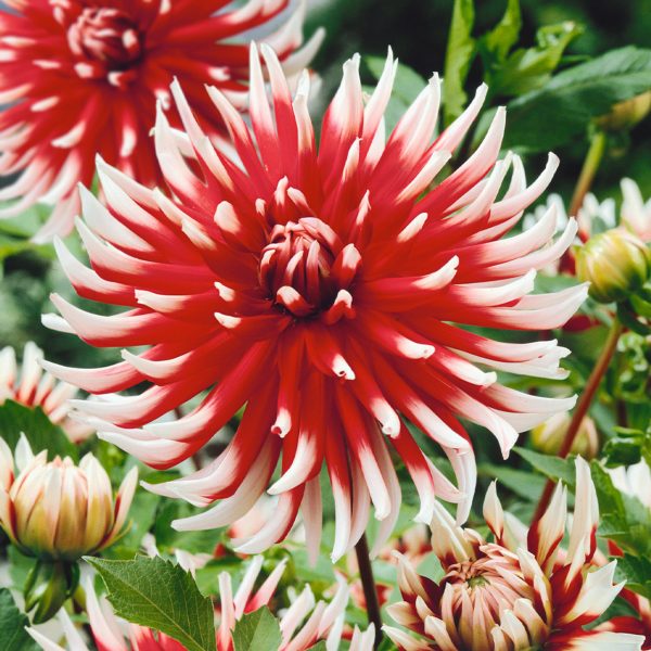 Dalija Cactus Friquolet
