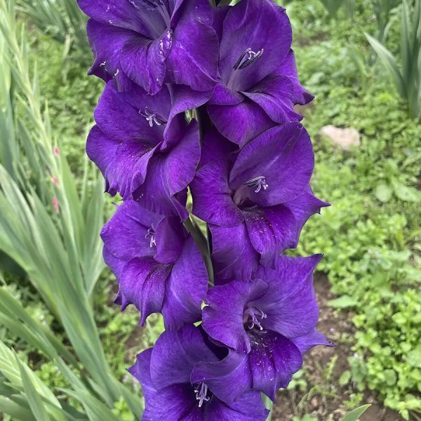 Gladiolus Purple Flora