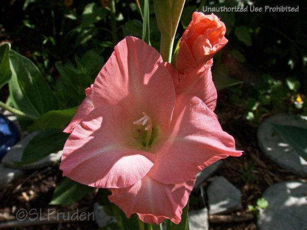 Gladiolus Rose Supreme - Image 2