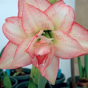 AMARYLLIS Double Record