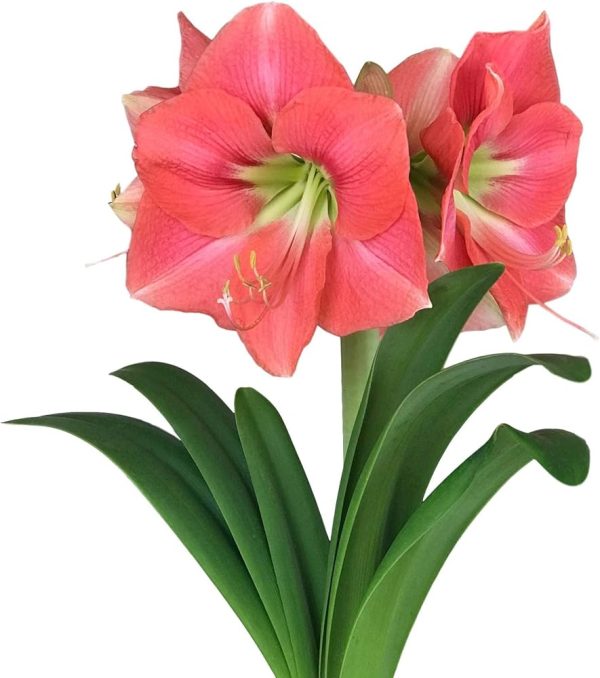 Amaryllis Single Vera - Image 4
