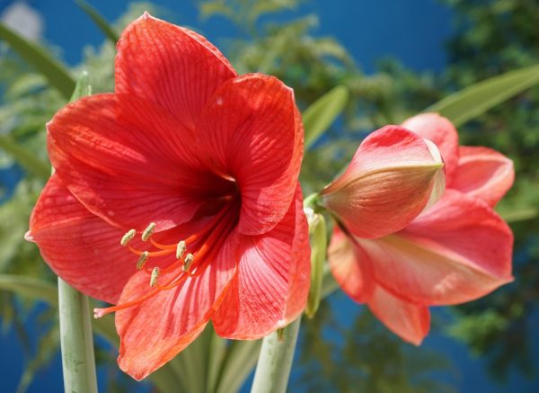 Amaryllis Single Vera - Image 2