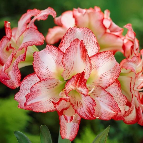 AMARYLLIS Double Record - Image 3