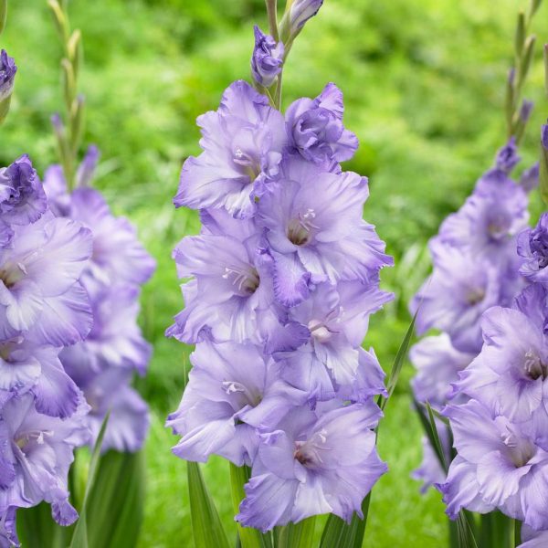Gladiolus Costa