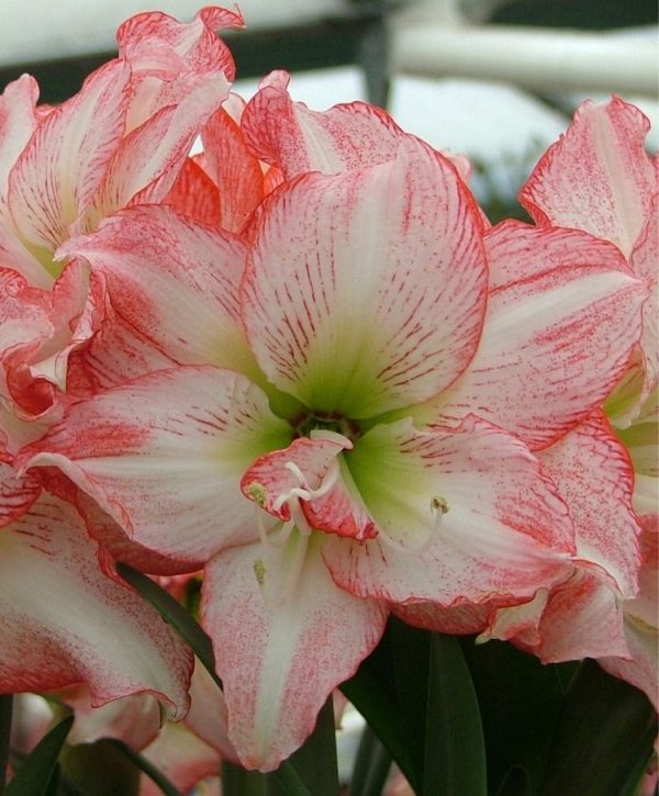 AMARYLLIS Double Record - Image 2